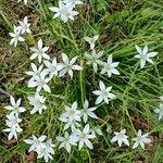 Ornithogalum divergensCvet