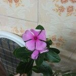 Catharanthus roseus花