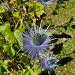 Eryngium alpinum Flower