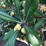 Pittosporum tobiraFruit