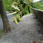 Quercus ilex Liść