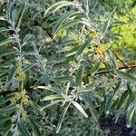 Elaeagnus angustifolia পাতা
