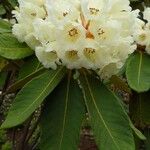Rhododendron sinofalconeri Цветок