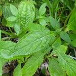 Matourea azurea Leaf