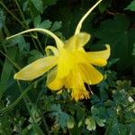 Aquilegia chrysantha Flor