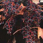 Parthenocissus tricuspidata Froito