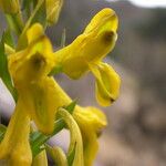 Corydalis sikkimensis Vivejo