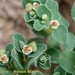 Euphorbia chamaesyce Diğer