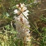 Orobanche crenata Flower