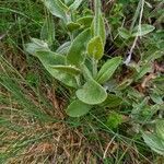 Lychnis flos-jovis Leaf