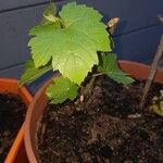 Vitis rotundifoliaList