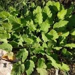 Erodium laciniatum Lapas