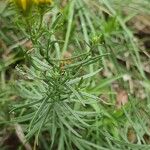 Inula ensifolia Hoja
