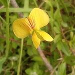 Lathyrus annuus Kvet