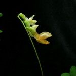 Lathyrus emodi