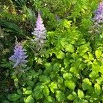 Astilbe rubra Flower