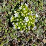 Comastoma nanum Flower