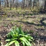 Allium tricoccum Feuille