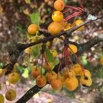 Malus prunifolia 果實