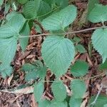 Rhodotypos scandens Fuelha