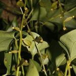 Dioscorea alata Fruit