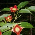 Blakea gracilis Gyümölcs