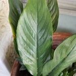 Spathiphyllum wallisiiপাতা