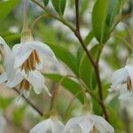 Halesia carolina Blomst