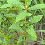 Fadogia triphylla Hoja