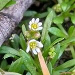 Draba verna Kwiat