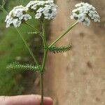 Achillea nobilisLehti