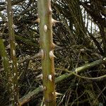 Rosa dumalis Bark