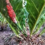 Anthurium cubense Fleur