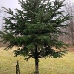 Picea pungensᱛᱟᱦᱮᱸ