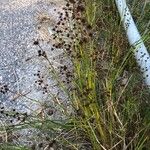 Juncus alpinoarticulatus Hoja