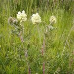 Oxytropis pilosa Flor