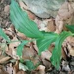 Epipactis leptochila Leaf