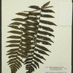 Cyathea surinamensis Лист