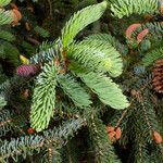 Picea engelmannii ഇല