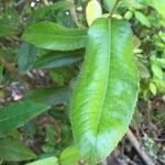 Eucryphia cordifolia Foglia