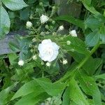 Rosa multifloraFlower