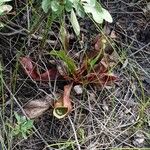 Sarracenia purpurea Elinympäristö