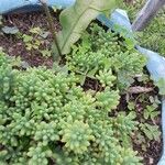 Sedum pachyphyllum Bark