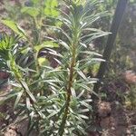 Cephalotaxus harringtonii Φύλλο