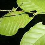 Coccoloba acuminata Feuille