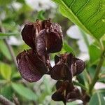 Exochorda racemosa Fruto