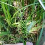 Carex riparia Плід