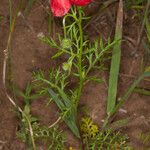 Papaver hybridum Feuille