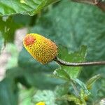 Acmella oleracea Fruit