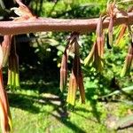 Beschorneria yuccoides Flower
